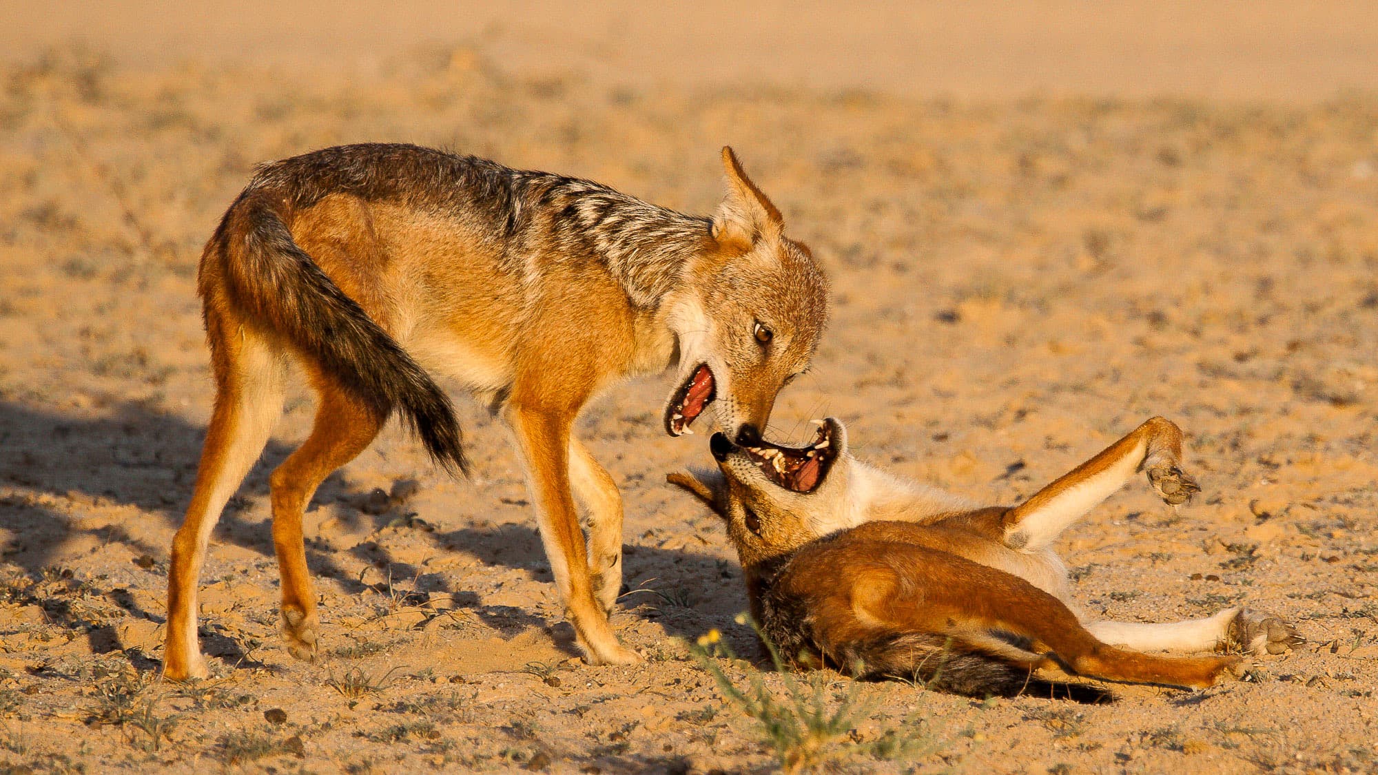 Zwei Schabrackenschakale liefern sich im Sand des Kgalagadi-Transfrontier-Parks ein wildes Spiel - Lebensfreude und pure Energie mitten in der Kalahari.