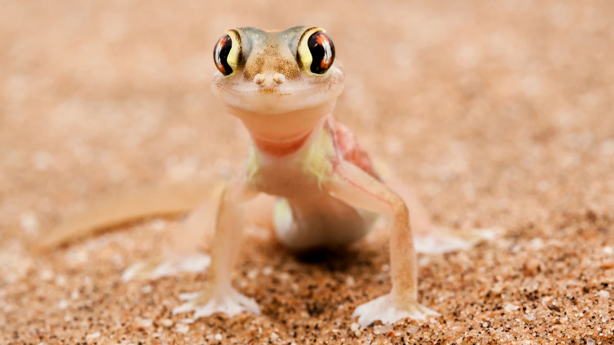 Winzig, perfekt angepasst und erstaunlich neugierig: Auf einer Little Five Tour bei Swakopmund zeigt sich ein Namibgecko zwischen den feinen Sandkörnern der Wüste.