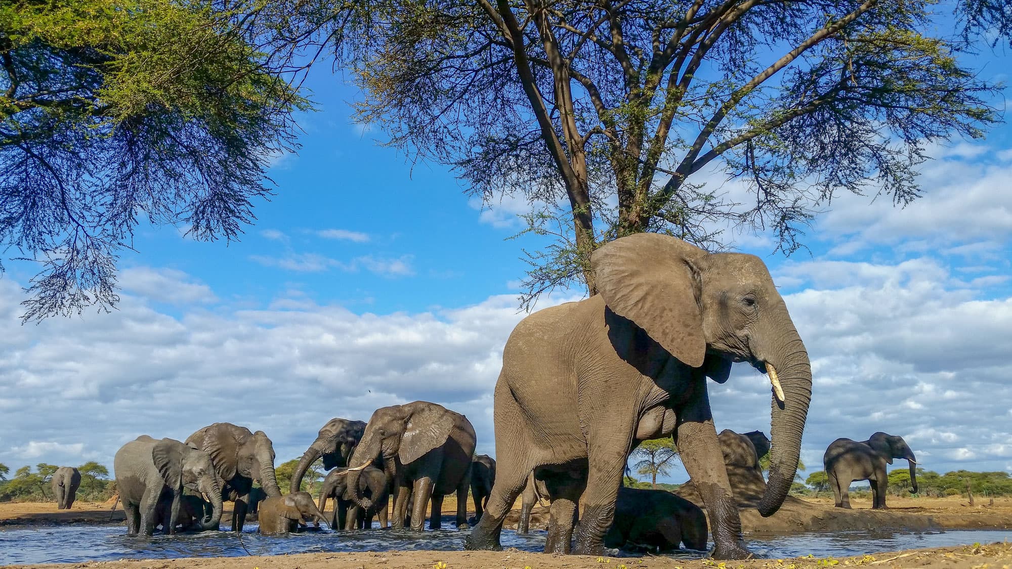 Direkt vor dem Senyati Safari Camp versammelt sich eine ganze Elefantenherde am Wasserloch - Botswana-Wildnis aus der ersten Reihe!