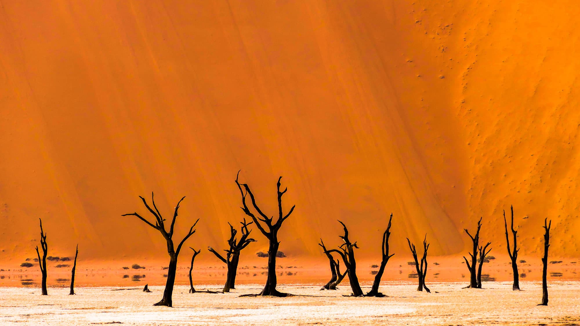 Schwarze Baumgerippe vor leuchtend orangefarbenen Dünen: Das Deadvlei bei Sossusvlei wirkt unwirklich, zeitlos und einfach magisch.
