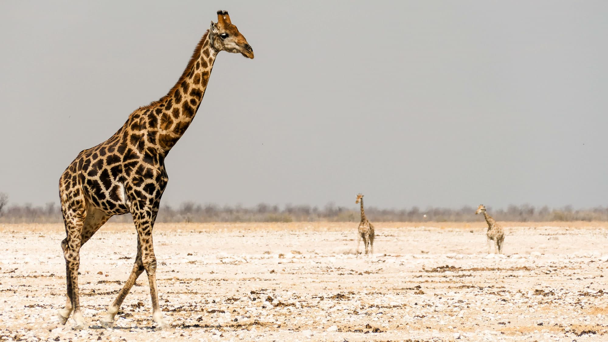 Eine Giraffe zieht allein über die helle Etosha-Pfanne - elegant, gelassen und wunderbar verloren in der endlosen Weite.