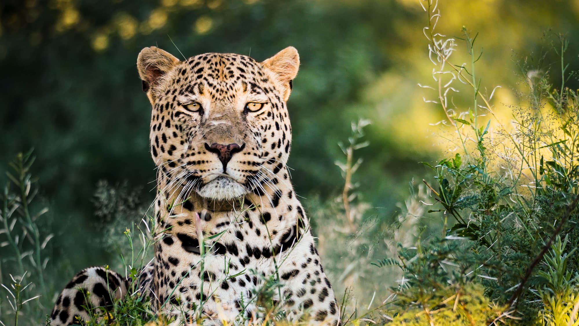 Ein Leopard im Okonjima Nature Reserve: aufmerksam, kraftvoll und bestens getarnt im grünen Buschland der Heimat der AfriCat Foundation.