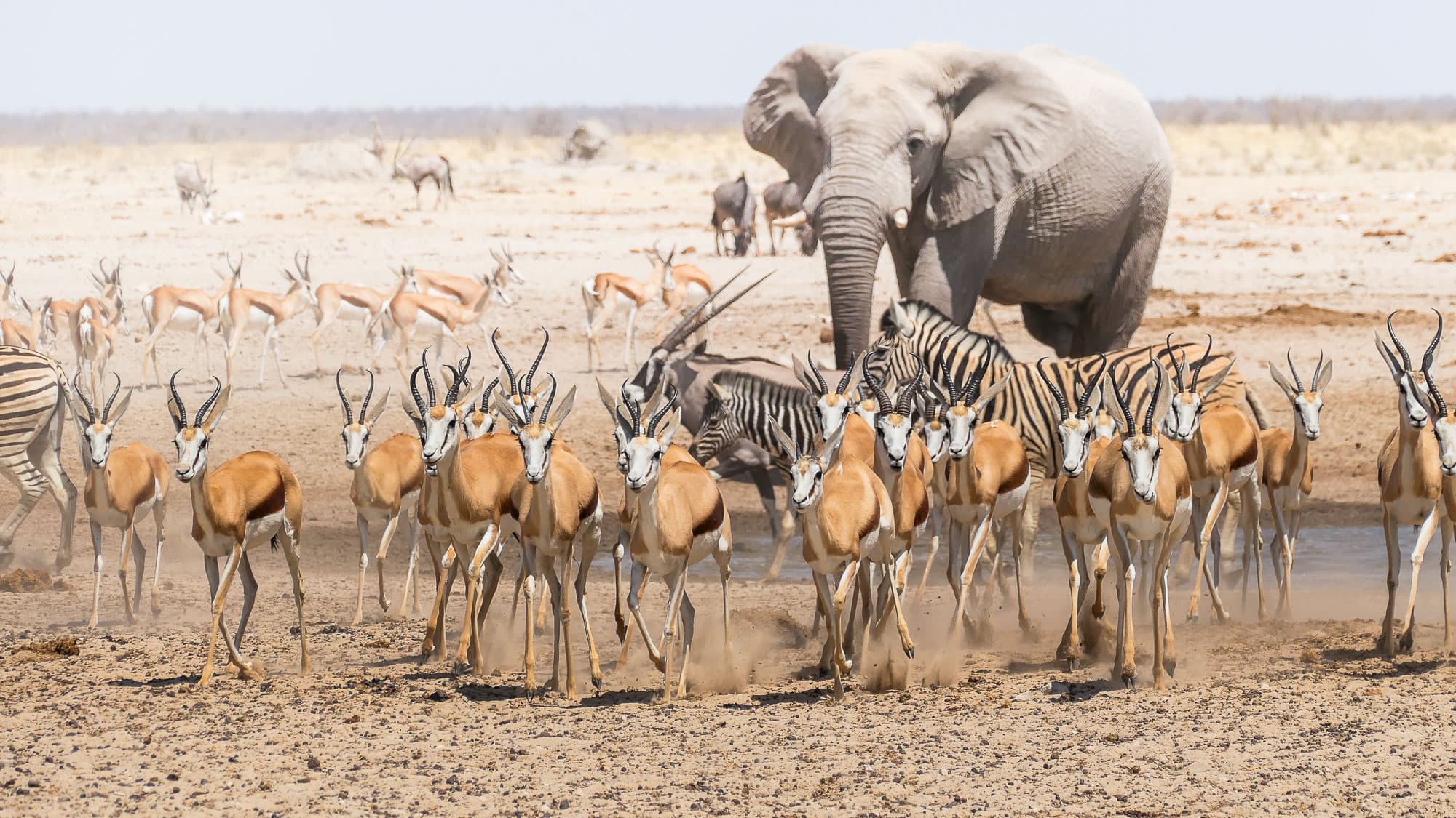 Großes Treffen am Wasserloch: Elefant, Springböcke und Zebras teilen sich im Etosha-Nationalpark für einen Moment denselben Platz.