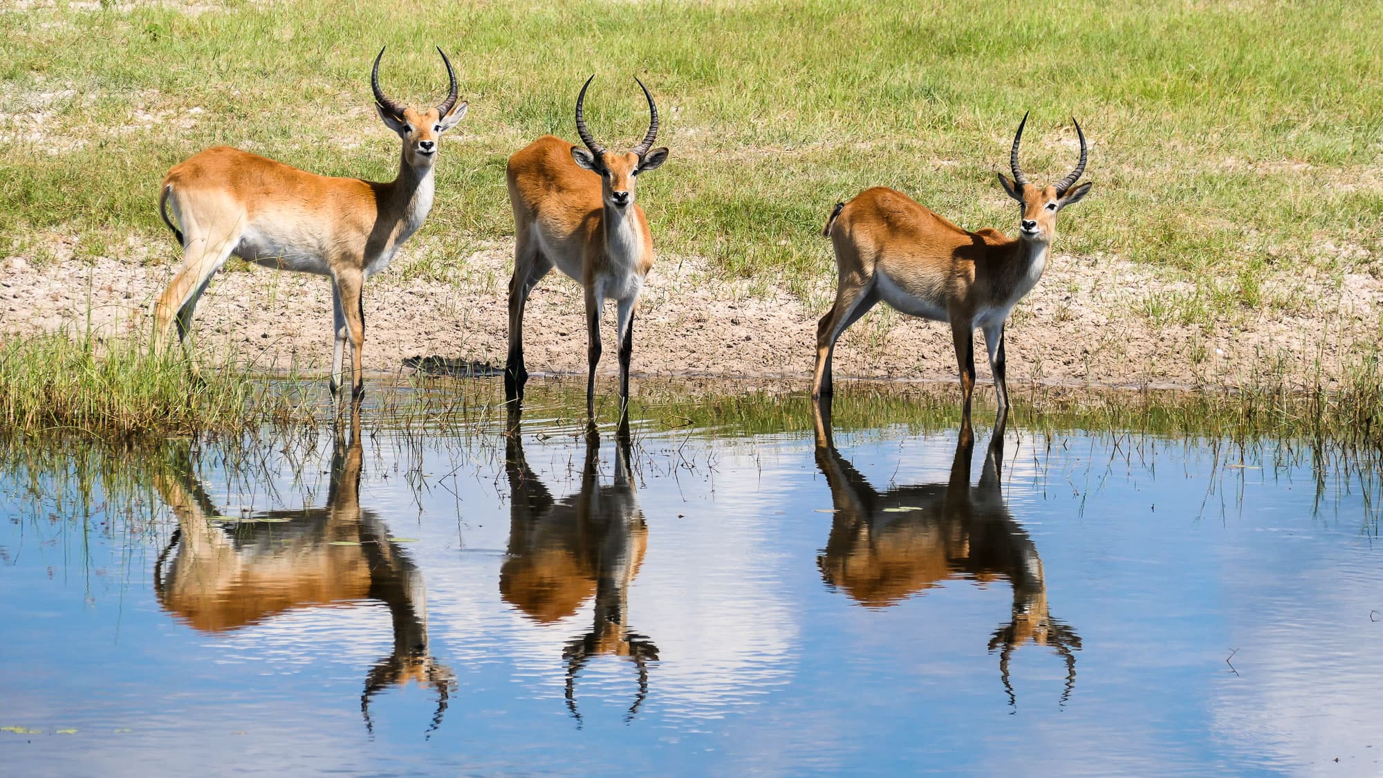 Drei rote Lechwe stehen im flachen Wasser des Kwando - ein stiller Moment in der üppigen Flusslandschaft der Caprivi-Region.
