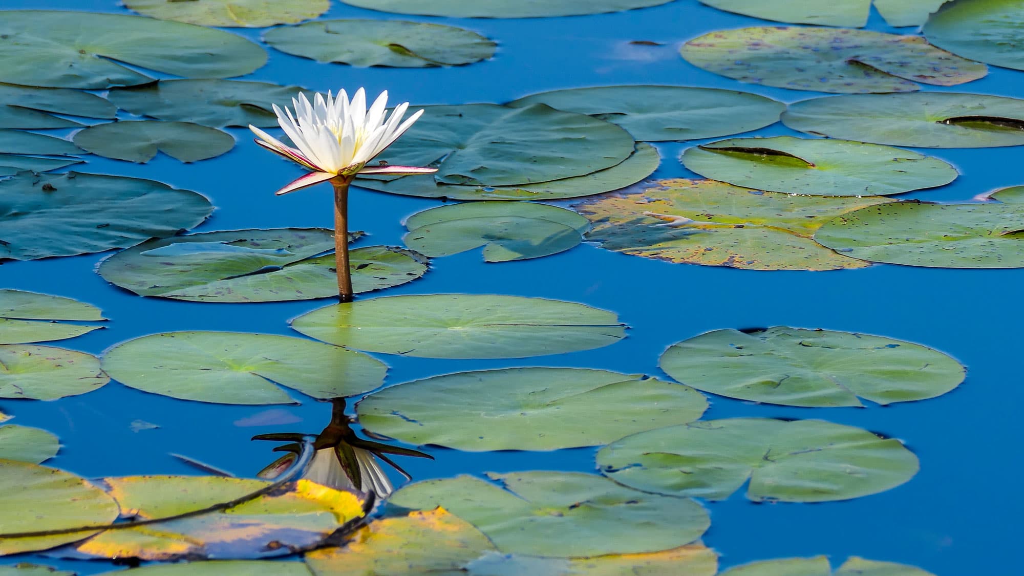 Eine weiße Seerose öffnet sich zwischen sattgrünen Blättern - die leise, farbenreiche Seite des Okavango-Deltas in Botswana.
