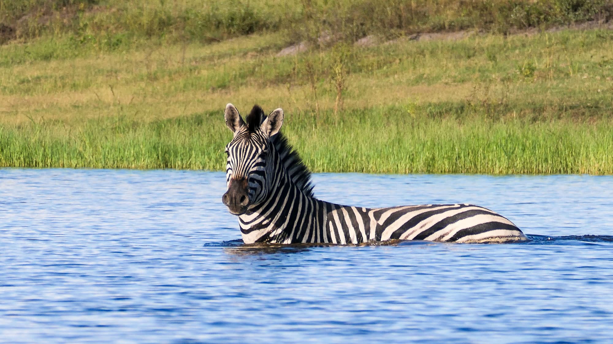 Ein Zebra schwimmt durch den Chobe - denn in Botswanas wilder Flusslandschaft führt der Weg manchmal einfach mitten durchs Wasser.