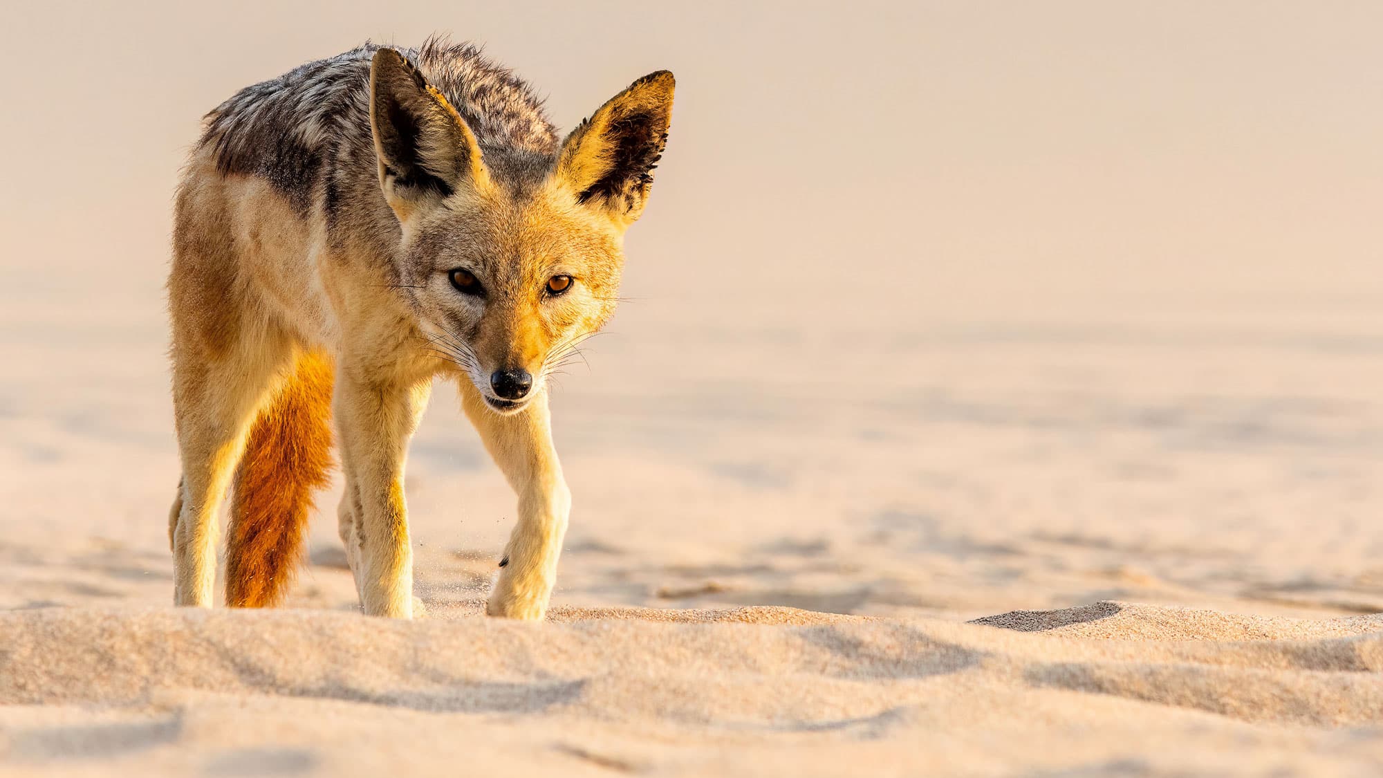 Ein Schabrackenschakal streift über den hellen Sand der Skelettküste - bestens angepasst an eine der kargsten Landschaften Afrikas.