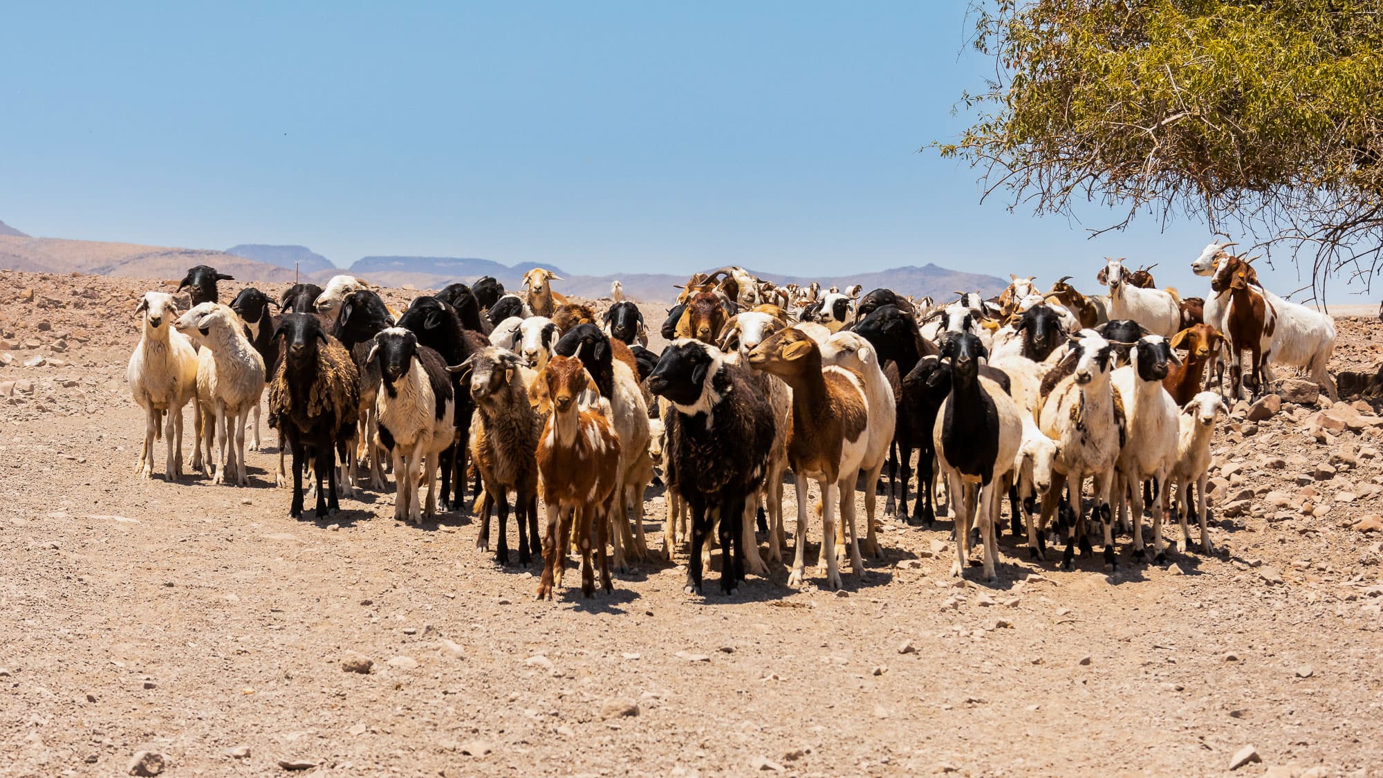 Bei Orupembe im Kaokoveld versammelt sich eine große Ziegenherde auf der staubigen Piste - Alltag in einer der entlegensten Regionen Namibias.