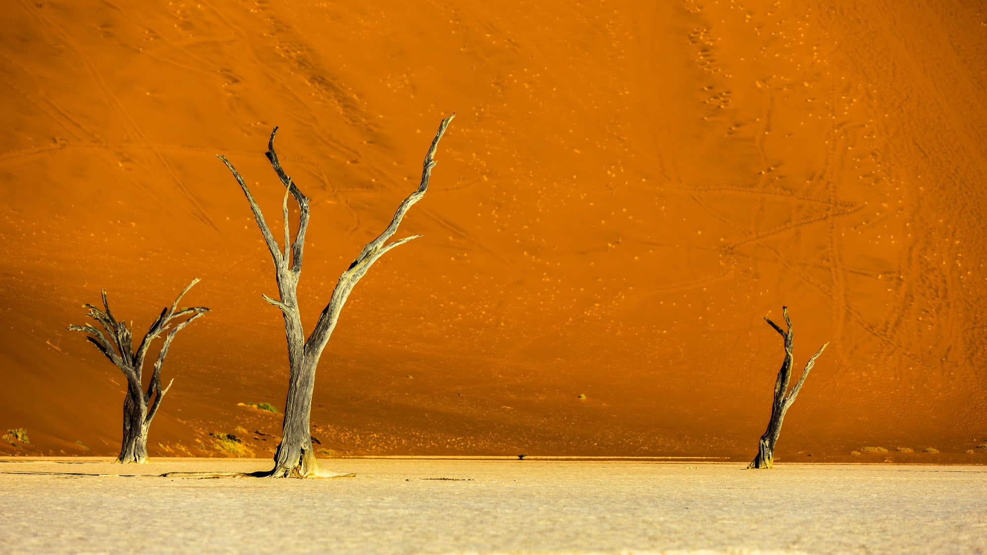 Uralte Kameldornbäume, weißer Lehmboden und eine glühend orangefarbene Düne - das Deadvlei ist eine der eindrucksvollsten Kulissen Namibias.