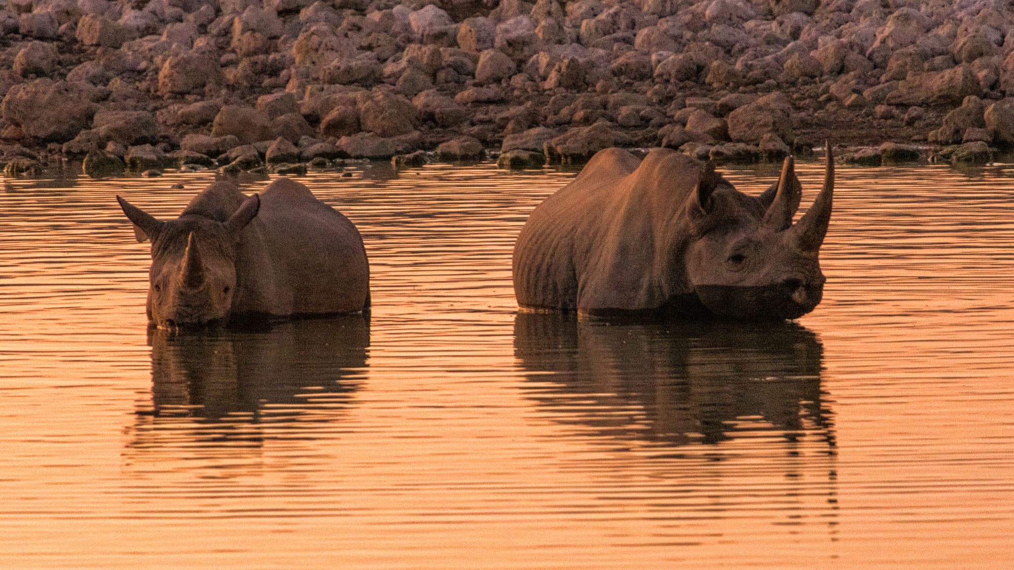 Zwei Spitzmaulnashörner stehen im letzten Licht des Tages im Wasserloch von Okaukuejo - Etosha-Magie, die man so schnell nicht vergisst.