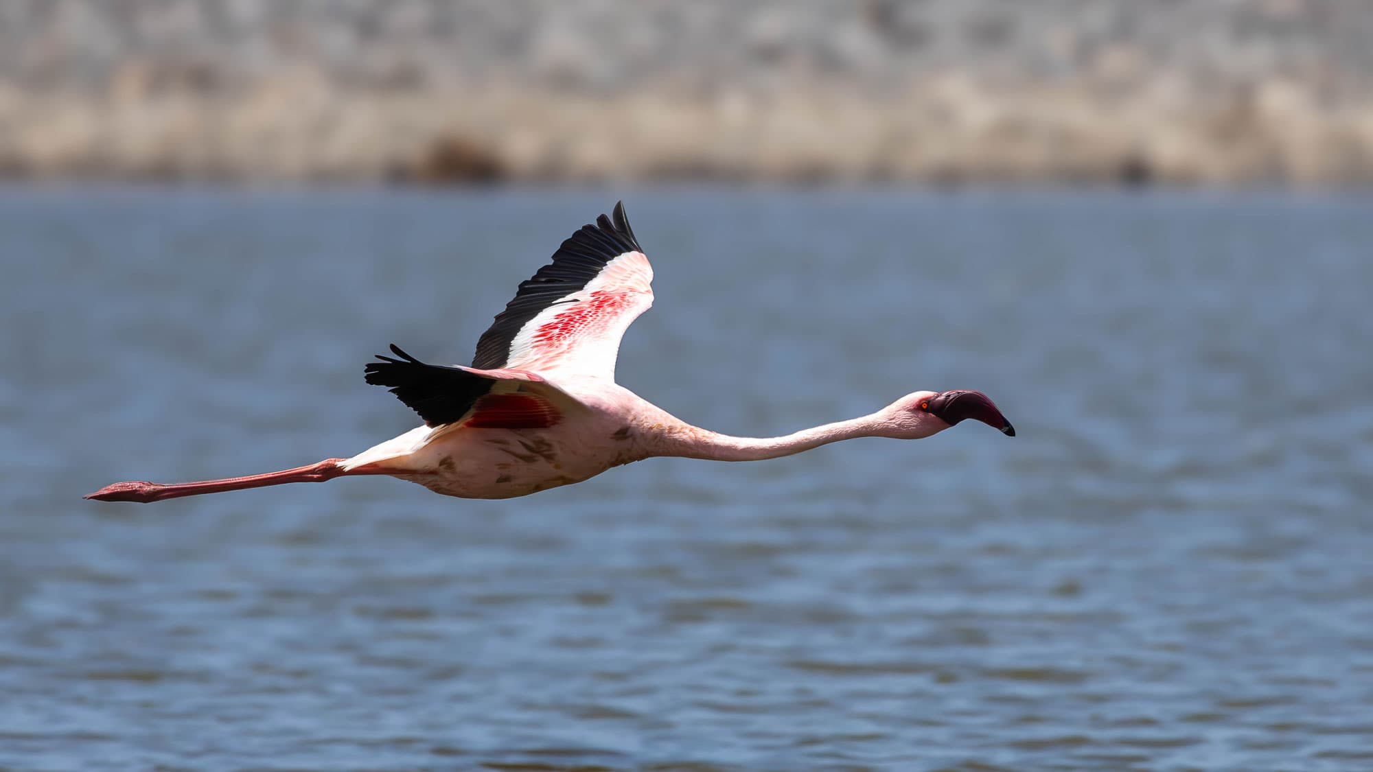 Ein Flamingo zieht mit ausgestrecktem Hals über die Lagune von Walvis Bay - für einen Moment scheint er über dem Wasser zu schweben.