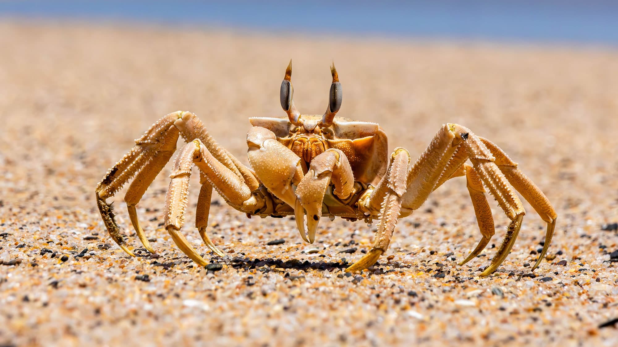 Klein, schnell und bestens getarnt: Eine helle Geisterkrabbe stellt sich am Strand der namibischen Atlantikküste überraschend selbstbewusst der Kamera.