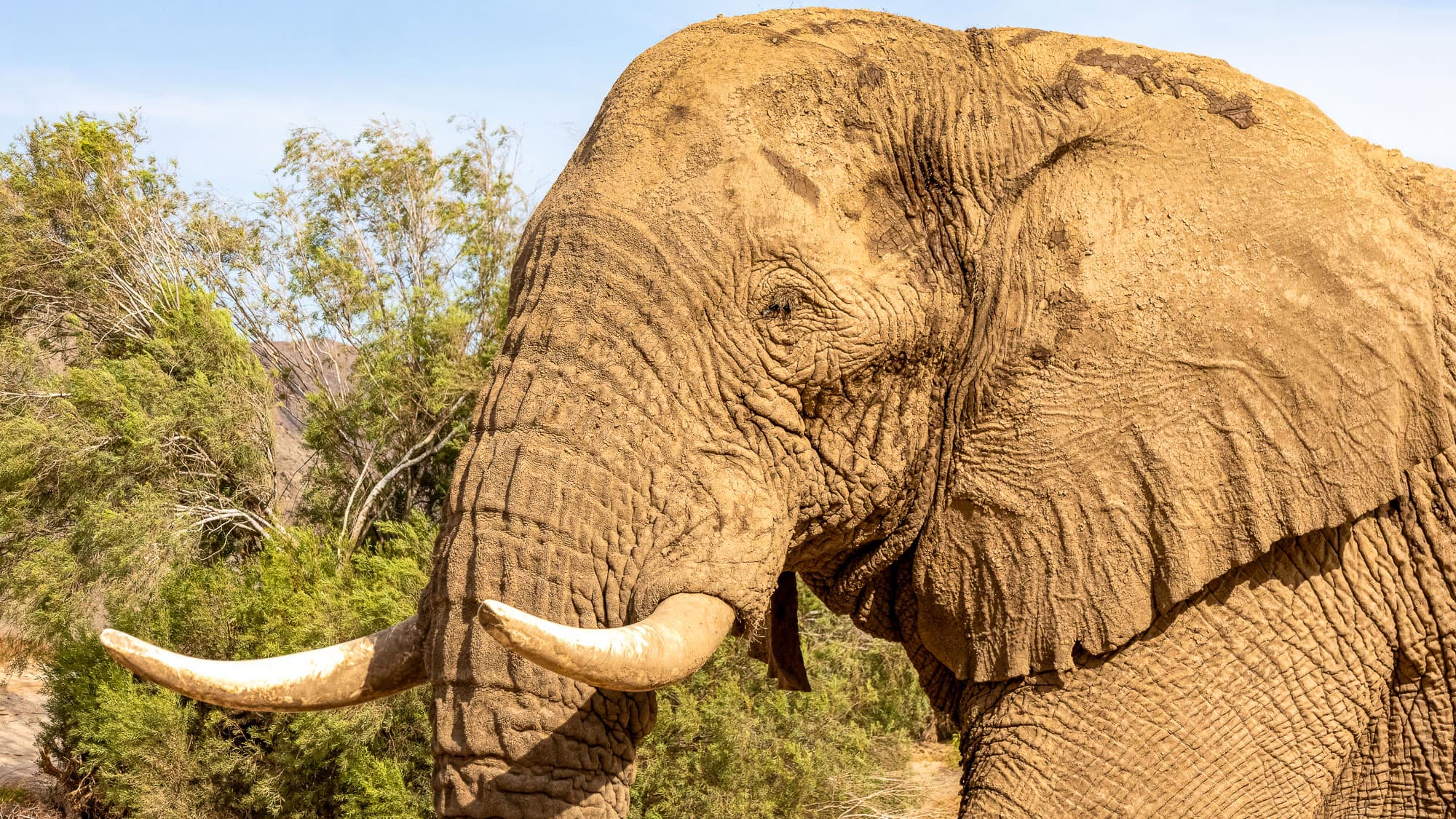 Ein Wüstenelefant im Hoanib: lange Stoßzähne, wacher Blick und eine Ruhe, die perfekt zu Namibias wildem Nordwesten passt.
