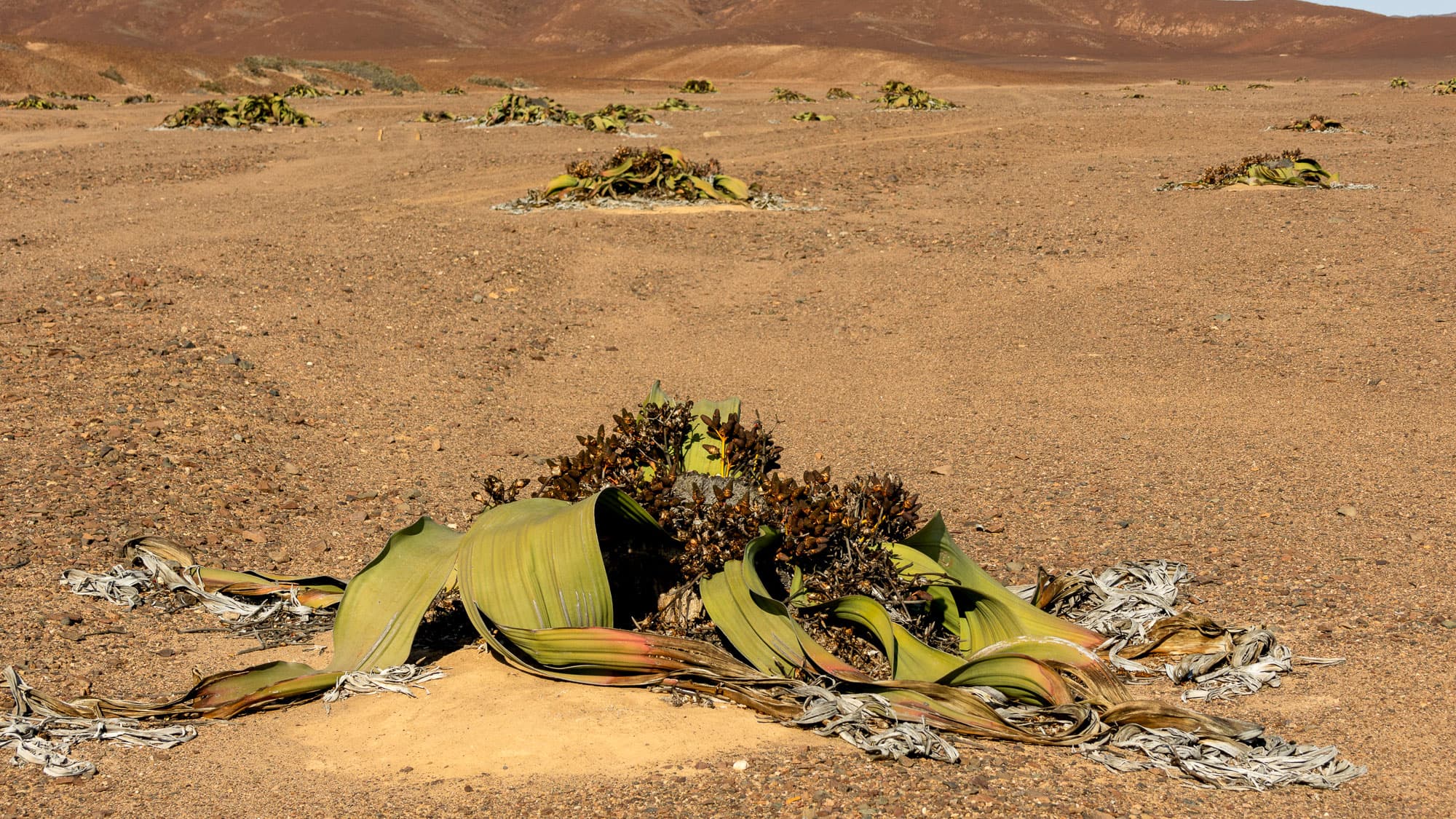 Zerfasert, knorrig und viele Jahrhunderte alt: Die Welwitschia mirabilis ist eine echte Überlebenskünstlerin der Namibwüste.