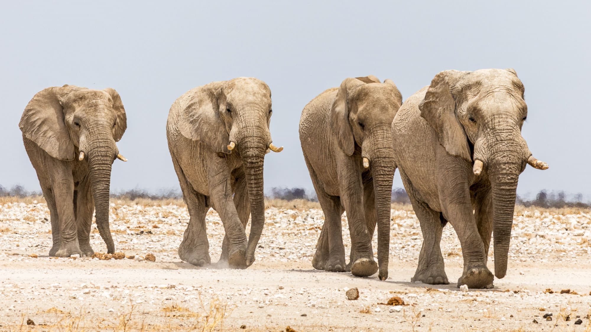 Vier Elefanten ziehen hintereinander über die helle Ebene des Etosha-Nationalparks - ruhig, kraftvoll und beeindruckend elegant.