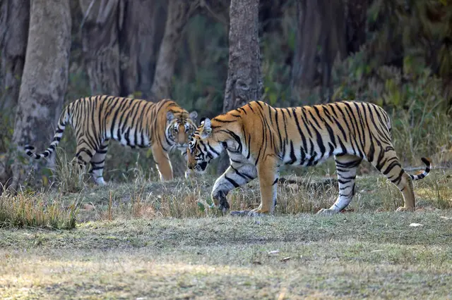 Foto von Beatnick aus «Reisebericht - Auf Tigersuche in Incredible India»