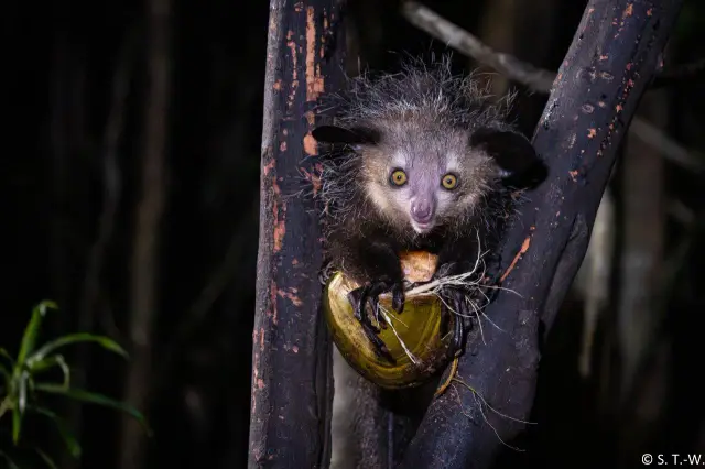 Foto von H.Badger aus «Der achte Kontinent - Madagaskar 2026»