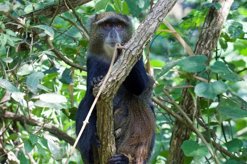 Arusha261.jpg