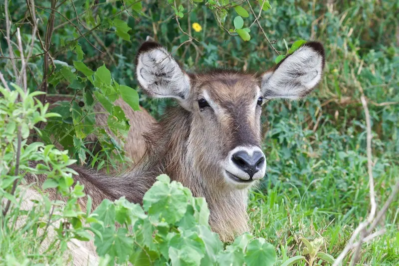 Arusha271.jpg
