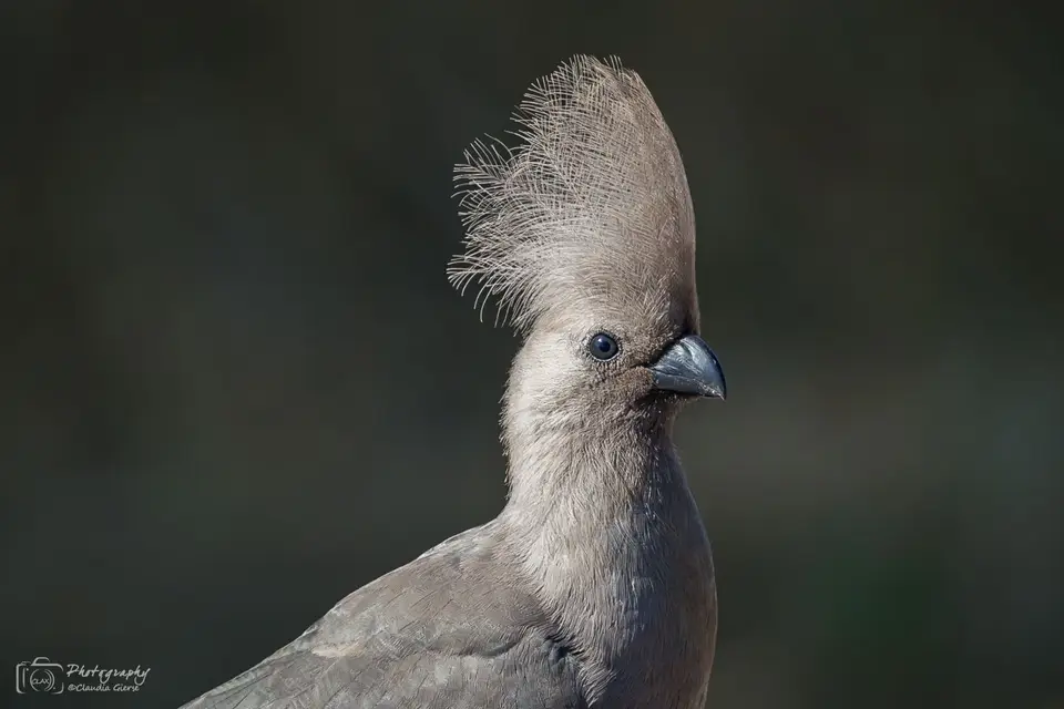 Goawaybird.jpg
