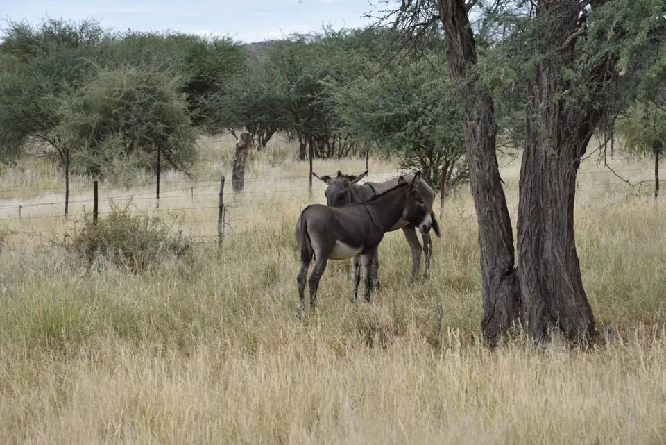 Namibia_2017_20004.jpg
