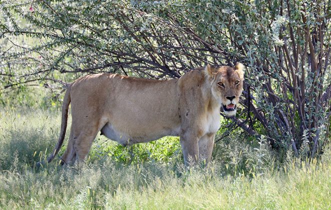 Namibia trächtige Löwin