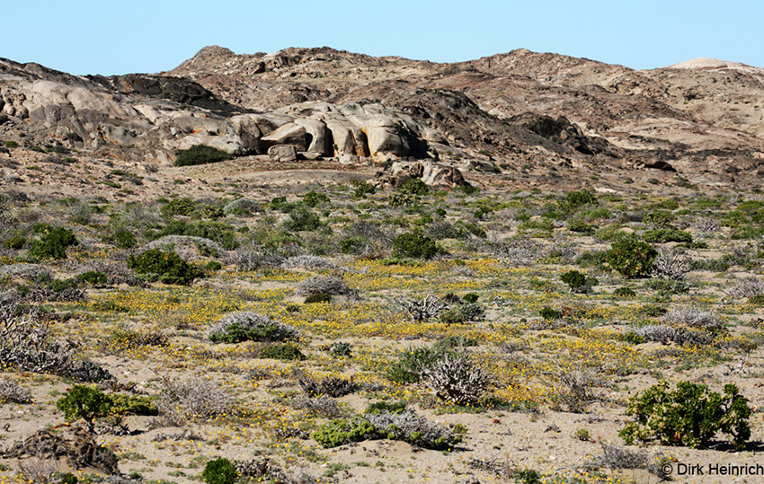 Namib mit Foveolina dichotoma und Othonna furcata