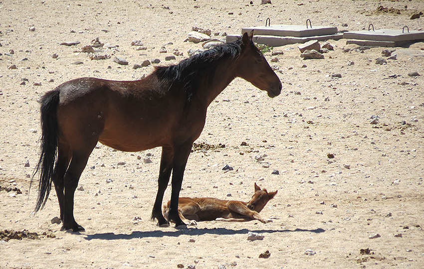 Namibs Stute und Fohlen