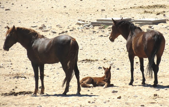 Wilde Pferde der Namib