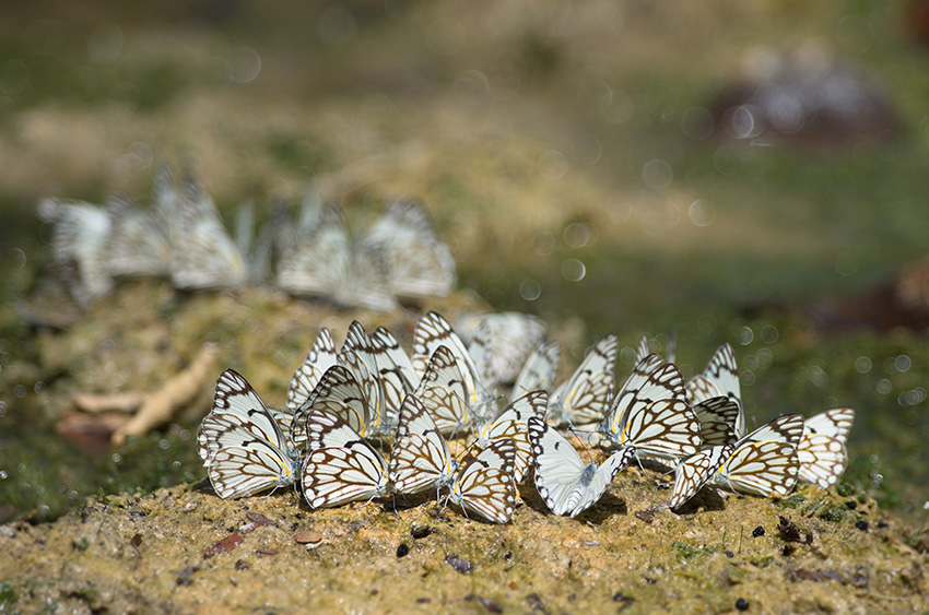Schmetterlinge, Namibia