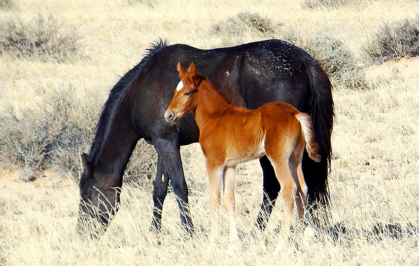 Fohlen der wilden Pferde der Namib