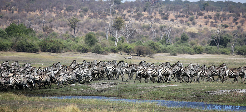 Burchell-Zebras, Namibia