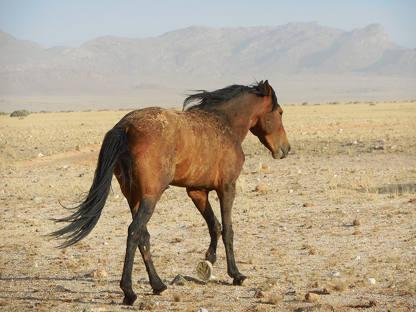 Wilde Pferde der Namib, verletztes Pferd