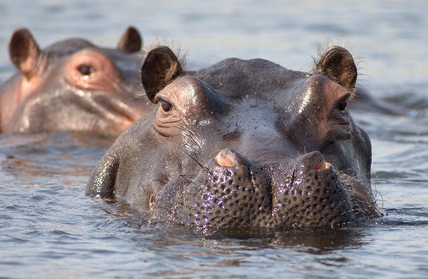 Flusspferde, Sambesi-Region