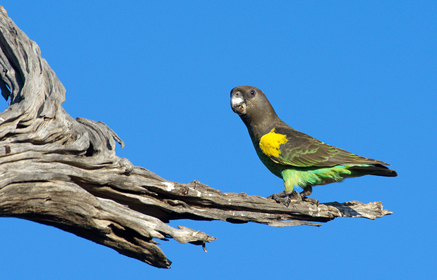 Papagei, Namibia