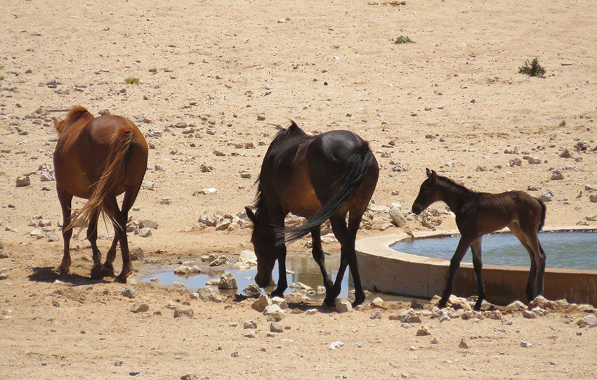 Wilde Pferde, Namibia