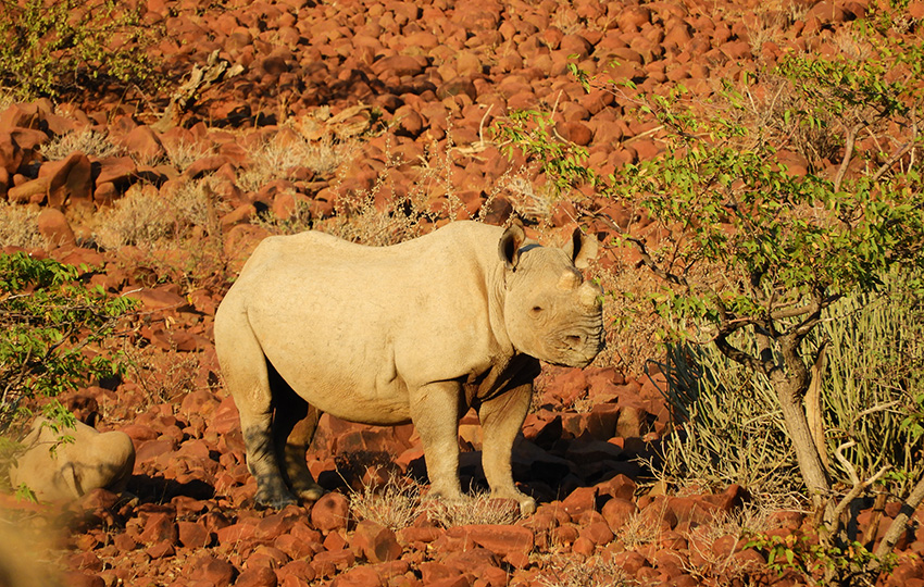 Nashorn im Palmwag-Naturschutzgebiet