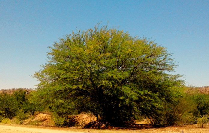 Prosopis-Baum, Namibia