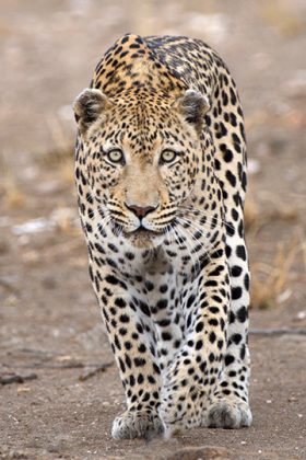 Laufender Leopard