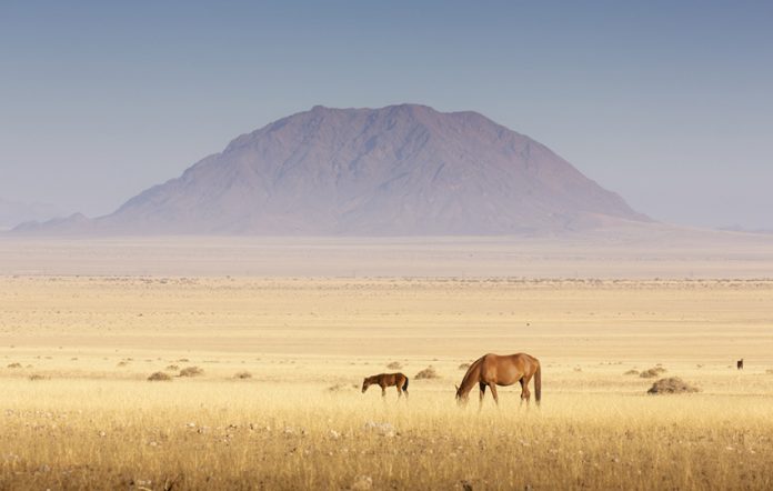 Wilde Pferde der Namib