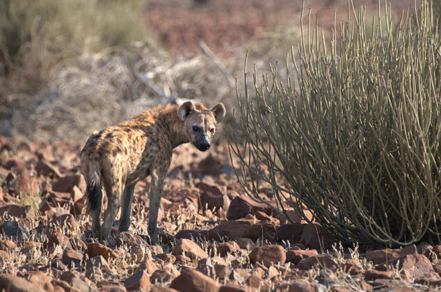Hyäne, Namibia