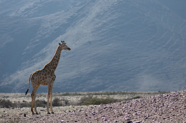 Giraffe, Namibia