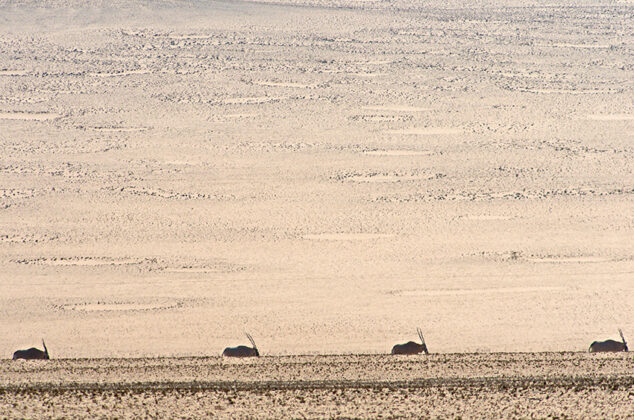 Feenkreise, Hartmannstal, Namibia