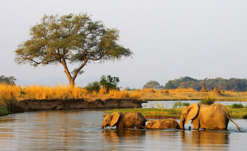 Elefanten, Sambesi-Region