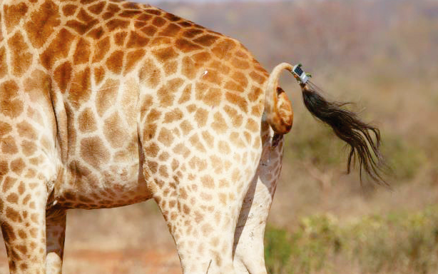 Giraffe mit Peilsender