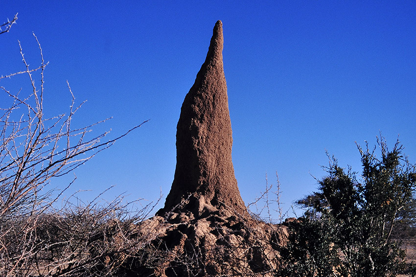 Termitenhügel, Namibia
