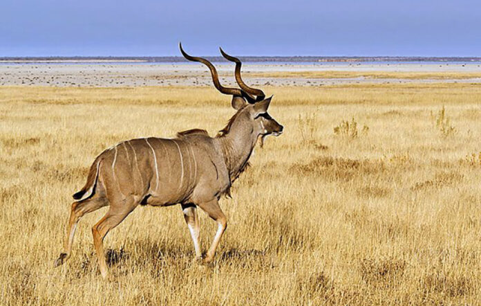Kudu in Etosha, Namibia