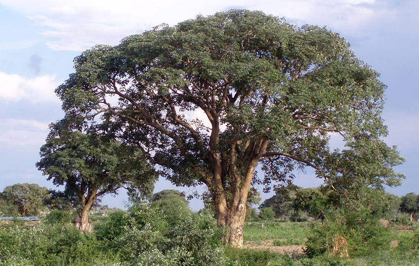 Manketti Baum Schinziophyton rautanenii Baum des Jahres 2022 Namibia NamibiaFocus